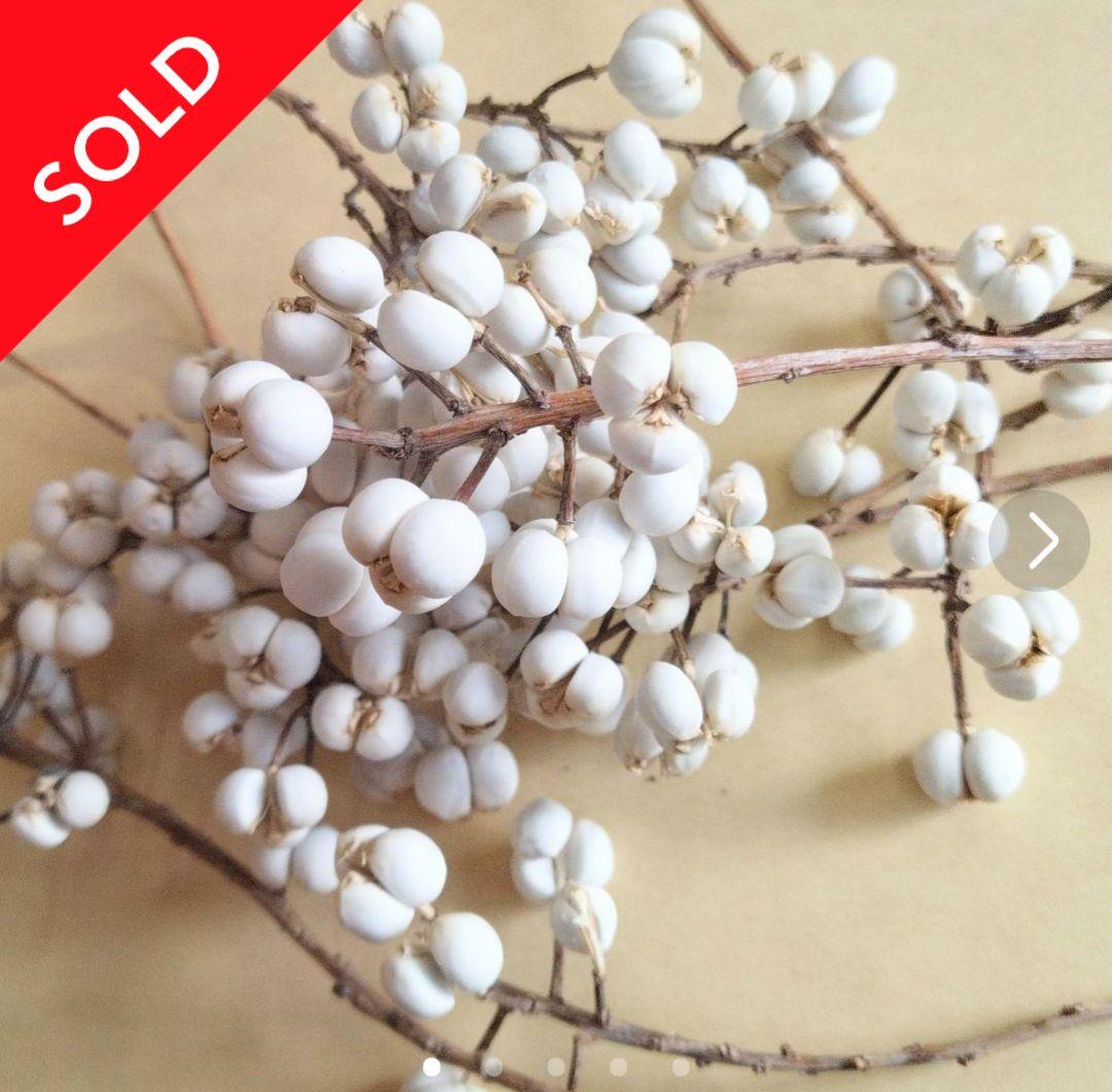 ナンキンハゼの実。ナンキンハゼ。10本。お試し特別価格。ドライ