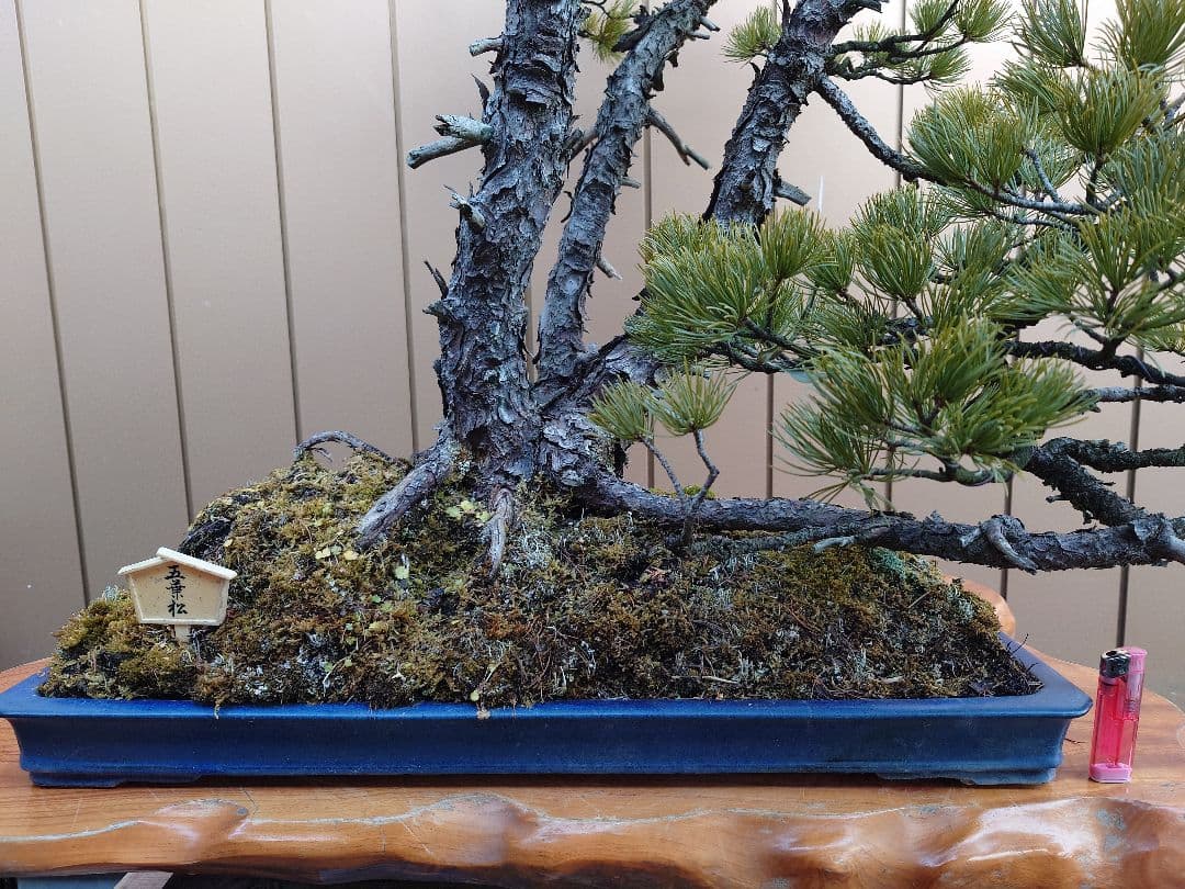※引取限定※　盆栽　吾妻五葉松