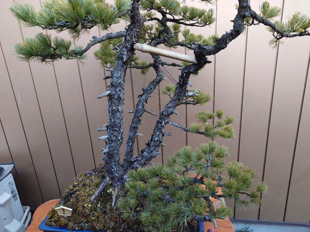※引取限定※　盆栽　吾妻五葉松
