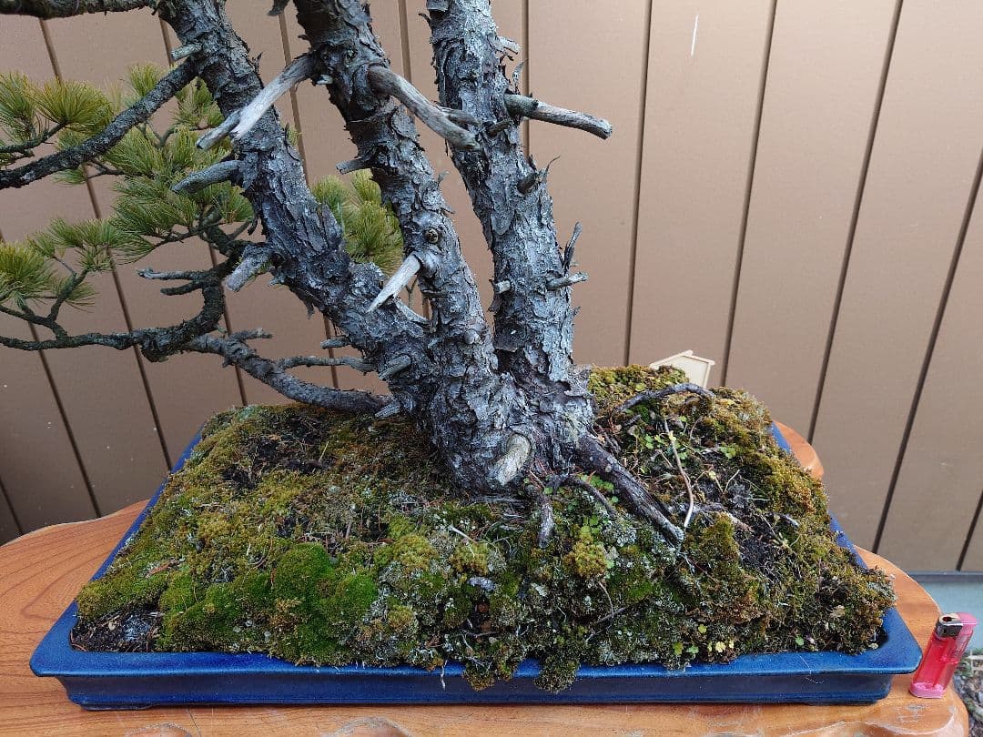 ※引取限定※　盆栽　吾妻五葉松
