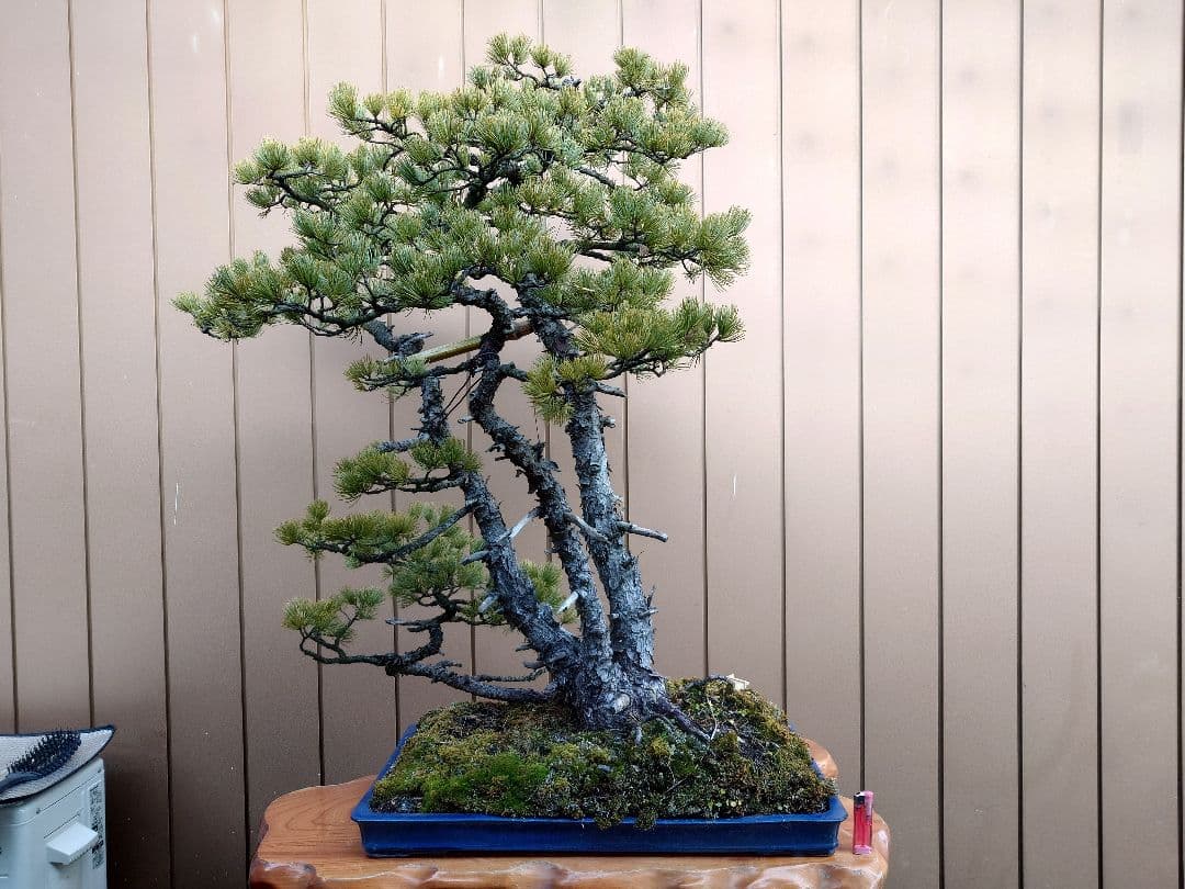 ※引取限定※　盆栽　吾妻五葉松