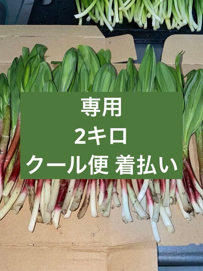 ノ*イ様 山野草 ユリ カイコバイモ 山梨県産 実生 1球