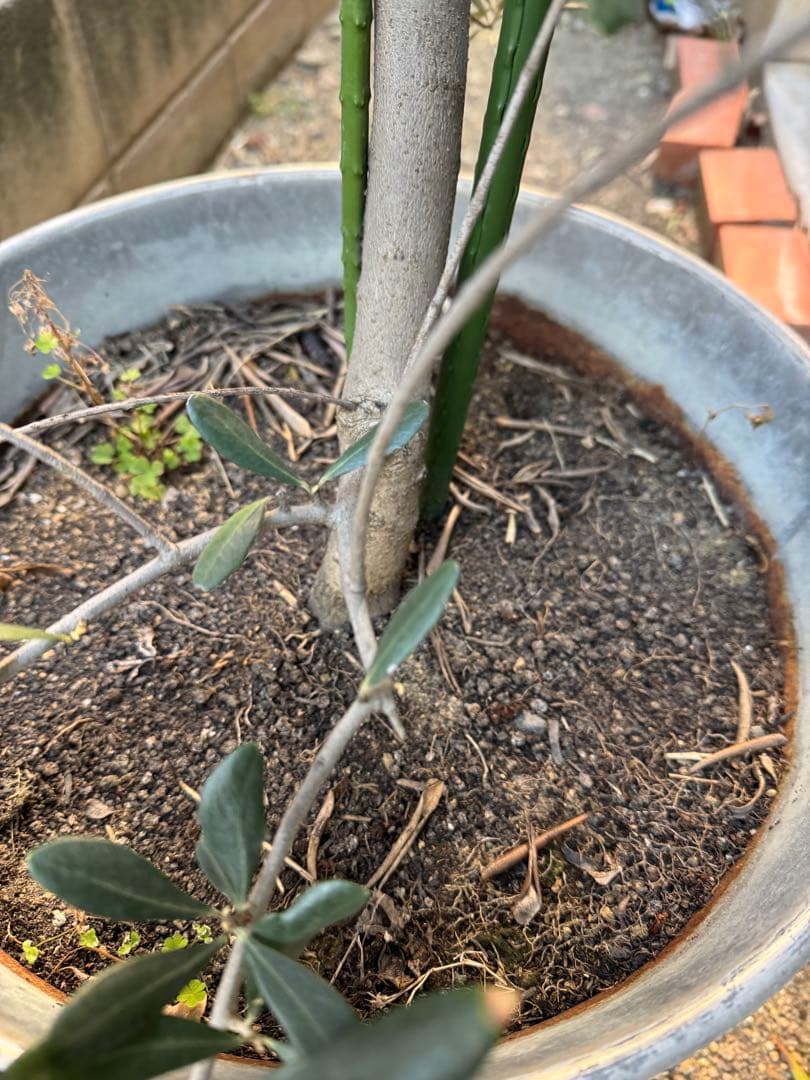 オリーブの木 約1.7メートル　枝振り良好　この大きさでは特価です！