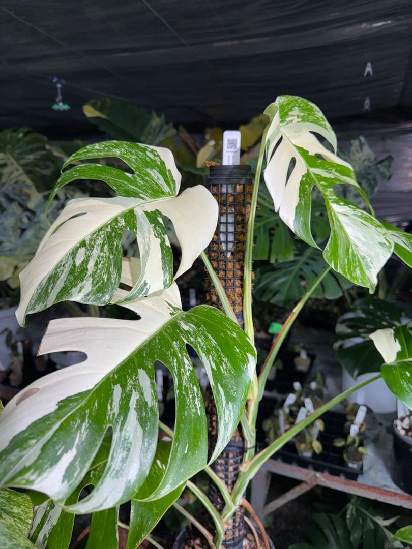 2モンステラ　ボルギシアナ　アルボ　白斑入り　鉢モスポール付き