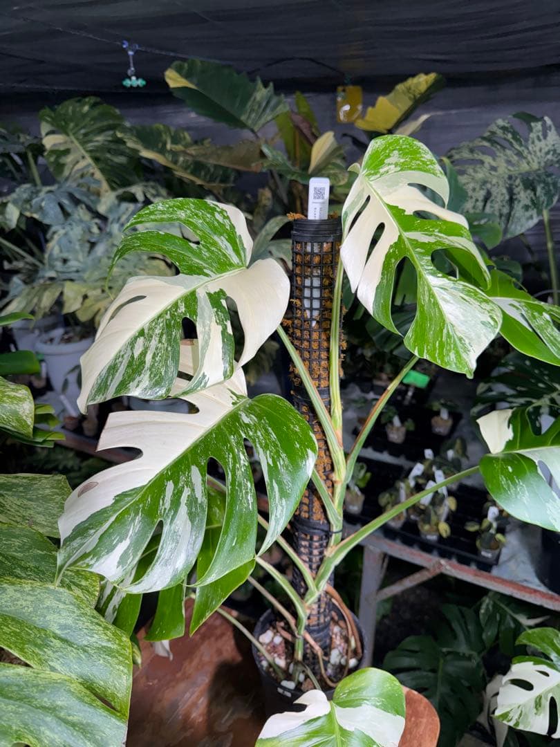 2モンステラ　ボルギシアナ　アルボ　白斑入り　鉢モスポール付き