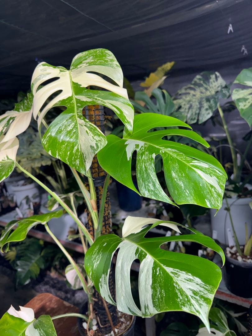 2モンステラ　ボルギシアナ　アルボ　白斑入り　鉢モスポール付き