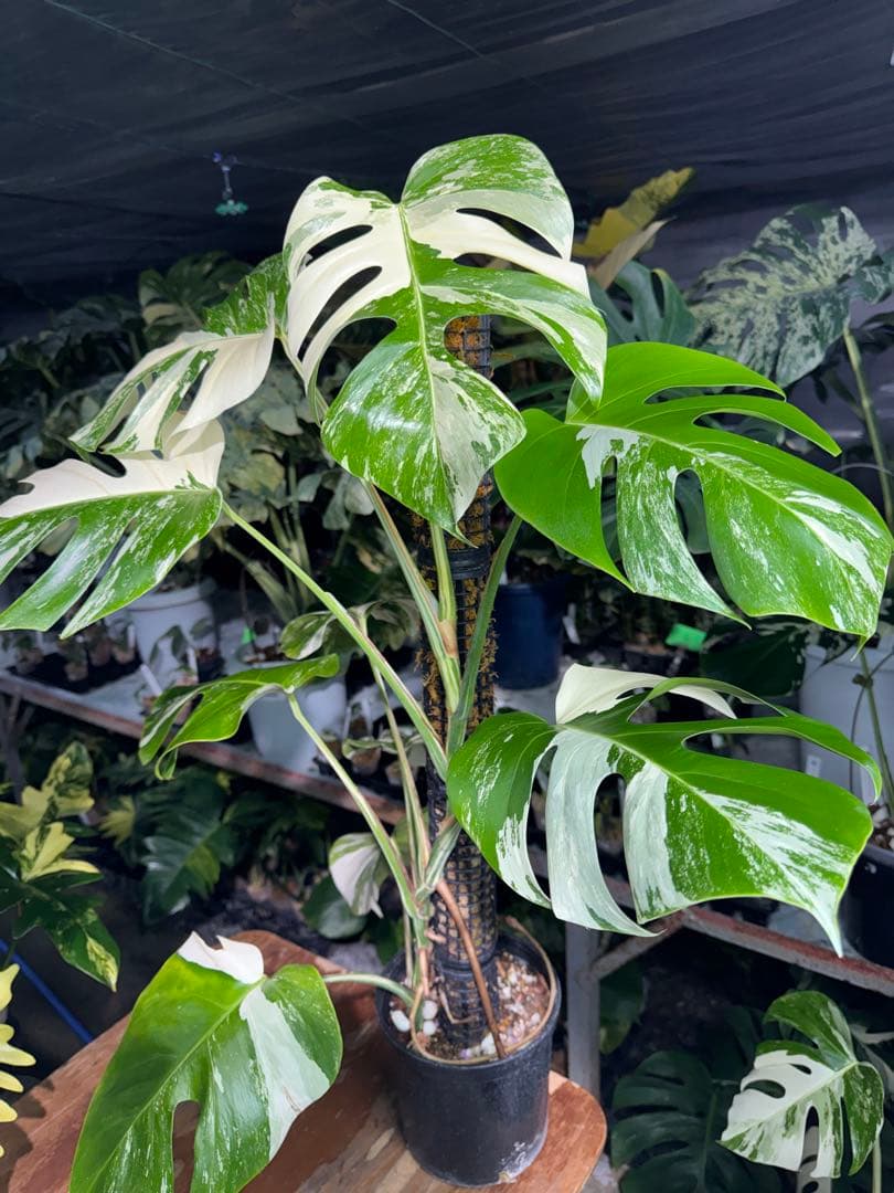 2モンステラ　ボルギシアナ　アルボ　白斑入り　鉢モスポール付き