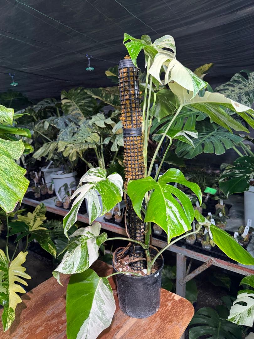 2モンステラ　ボルギシアナ　アルボ　白斑入り　鉢モスポール付き