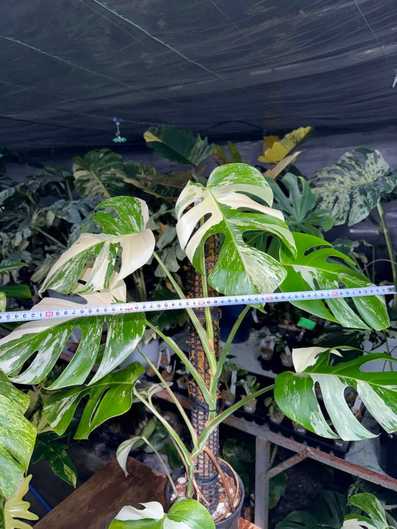 2モンステラ　ボルギシアナ　アルボ　白斑入り　鉢モスポール付き