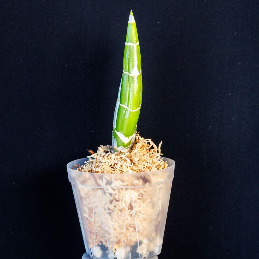 SVO グリーン最新交配 タケノコ蘭 カタセタム Fredclarkeara - メルカリ