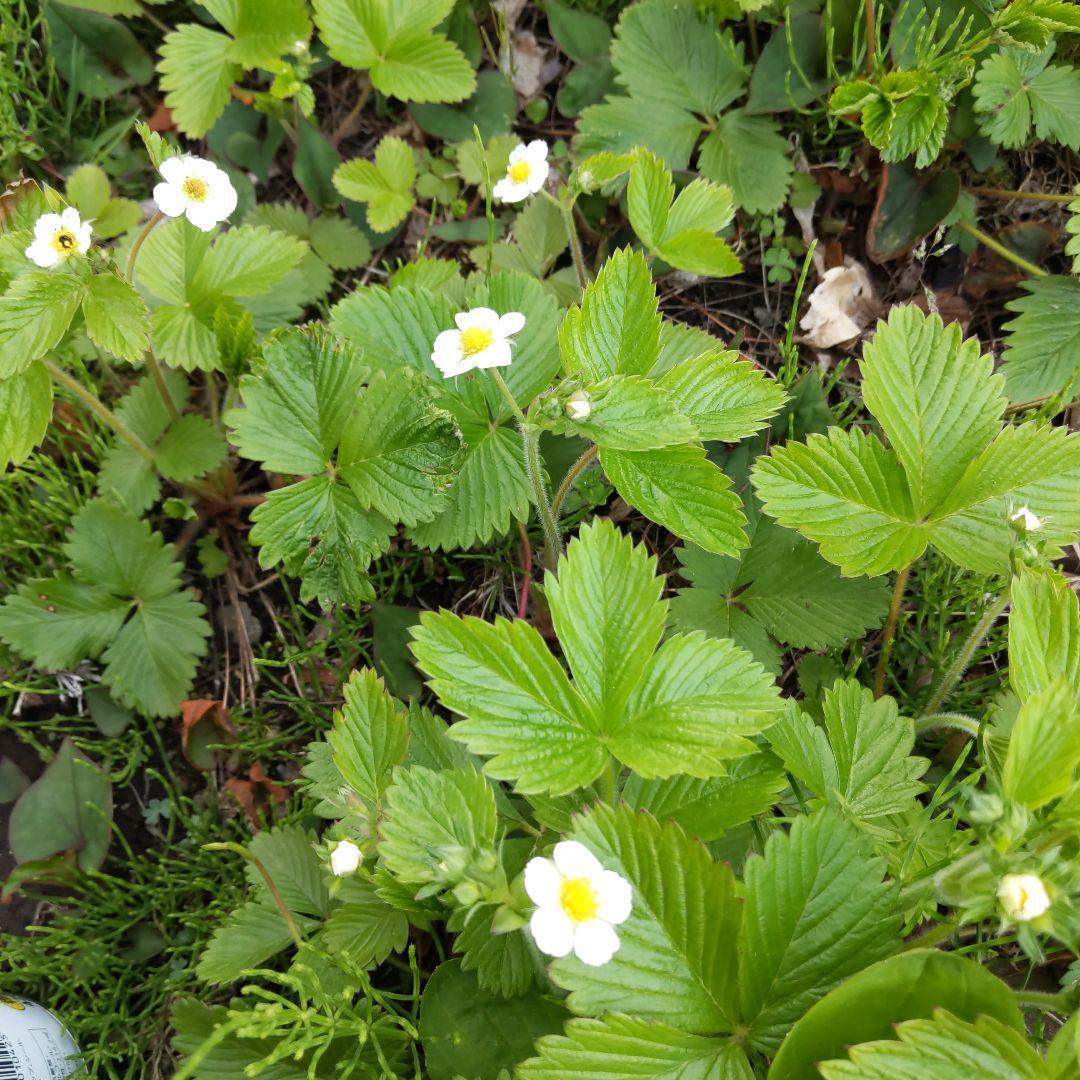完全無農薬　幸せを運ぶ　野苺【3苗＋種子】野苺お任せ3苗　再送保証有