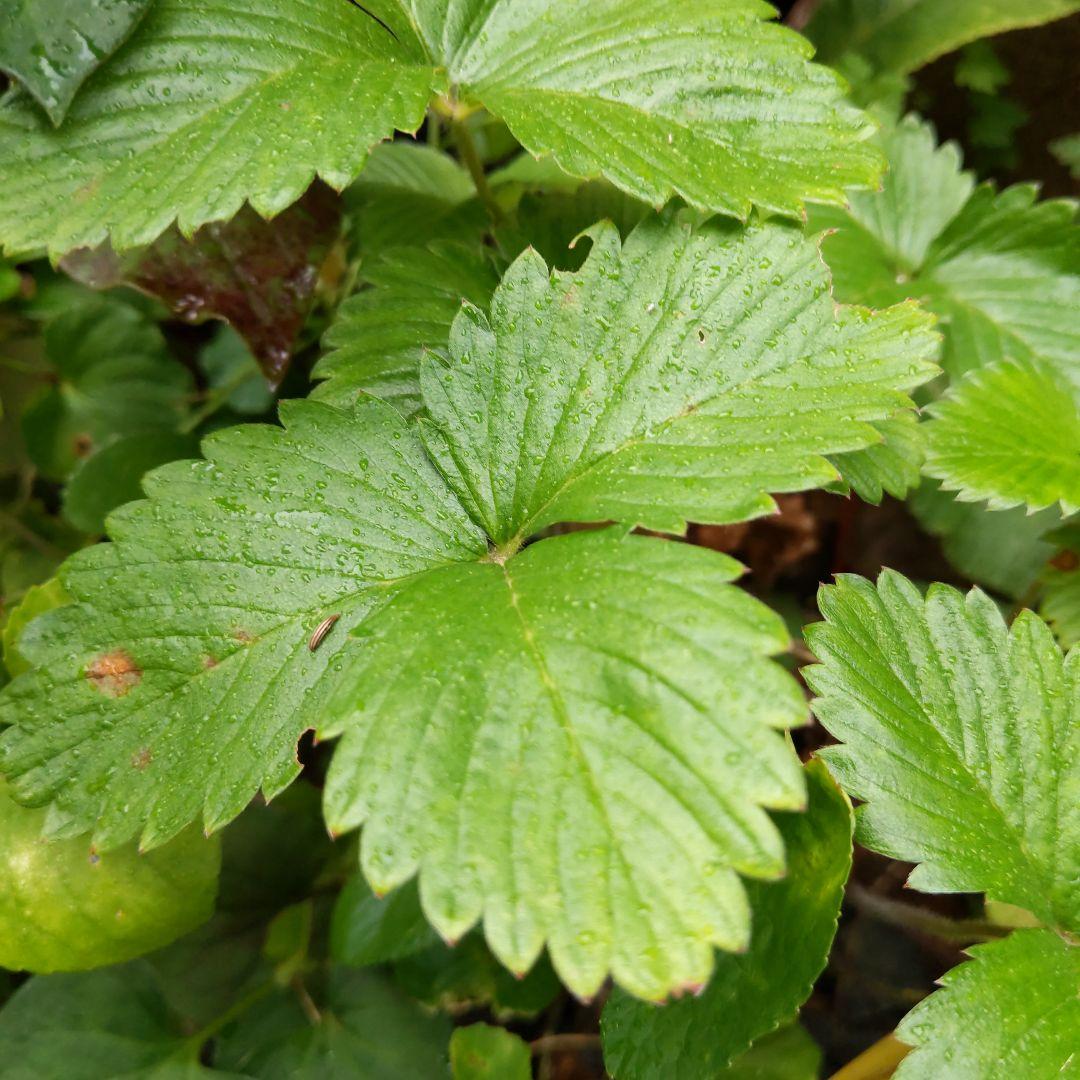 完全無農薬　幸せを運ぶ　野苺【3苗＋種子】野苺お任せ3苗　再送保証有