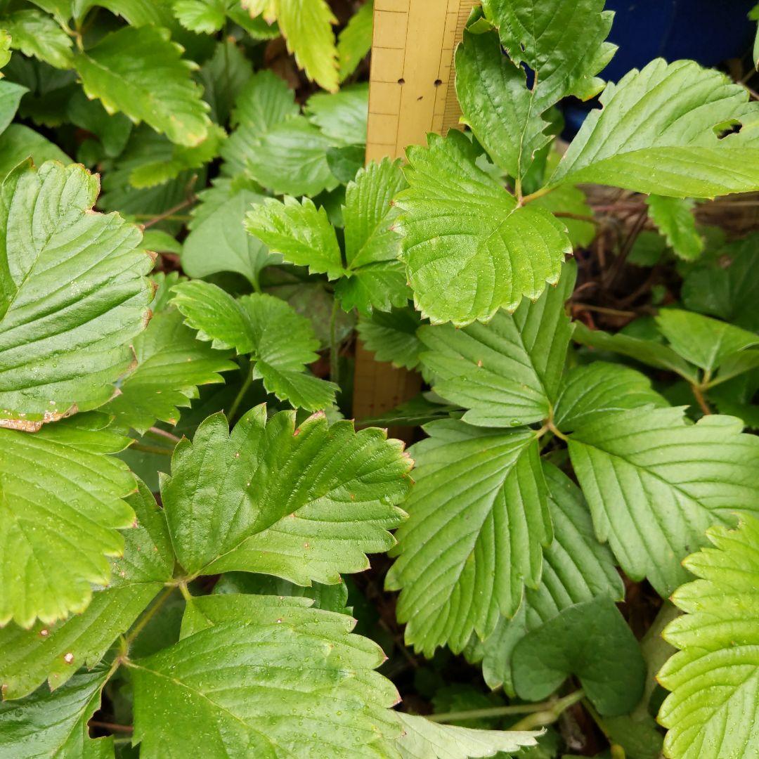 完全無農薬　幸せを運ぶ　野苺【3苗＋種子】野苺お任せ3苗　再送保証有