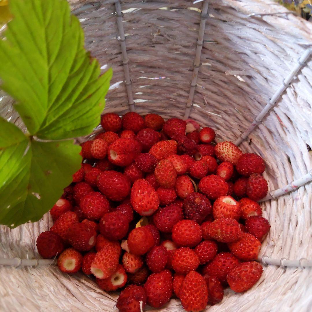 完全無農薬　幸せを運ぶ　野苺【3苗＋種子】野苺お任せ3苗　再送保証有