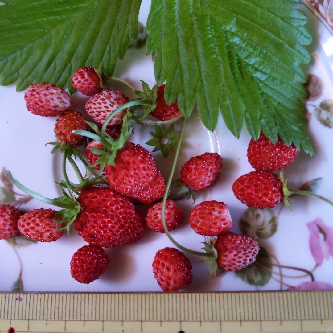 完全無農薬　幸せを運ぶ　野苺【3苗＋種子】野苺お任せ3苗　再送保証有