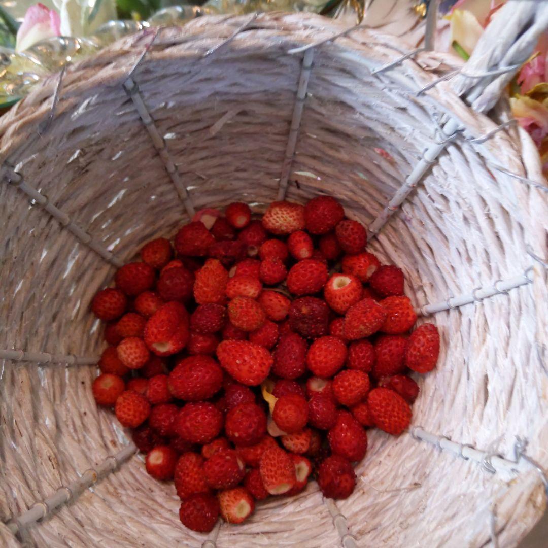 完全無農薬　幸せを運ぶ　野苺【3苗＋種子】野苺お任せ3苗　再送保証有