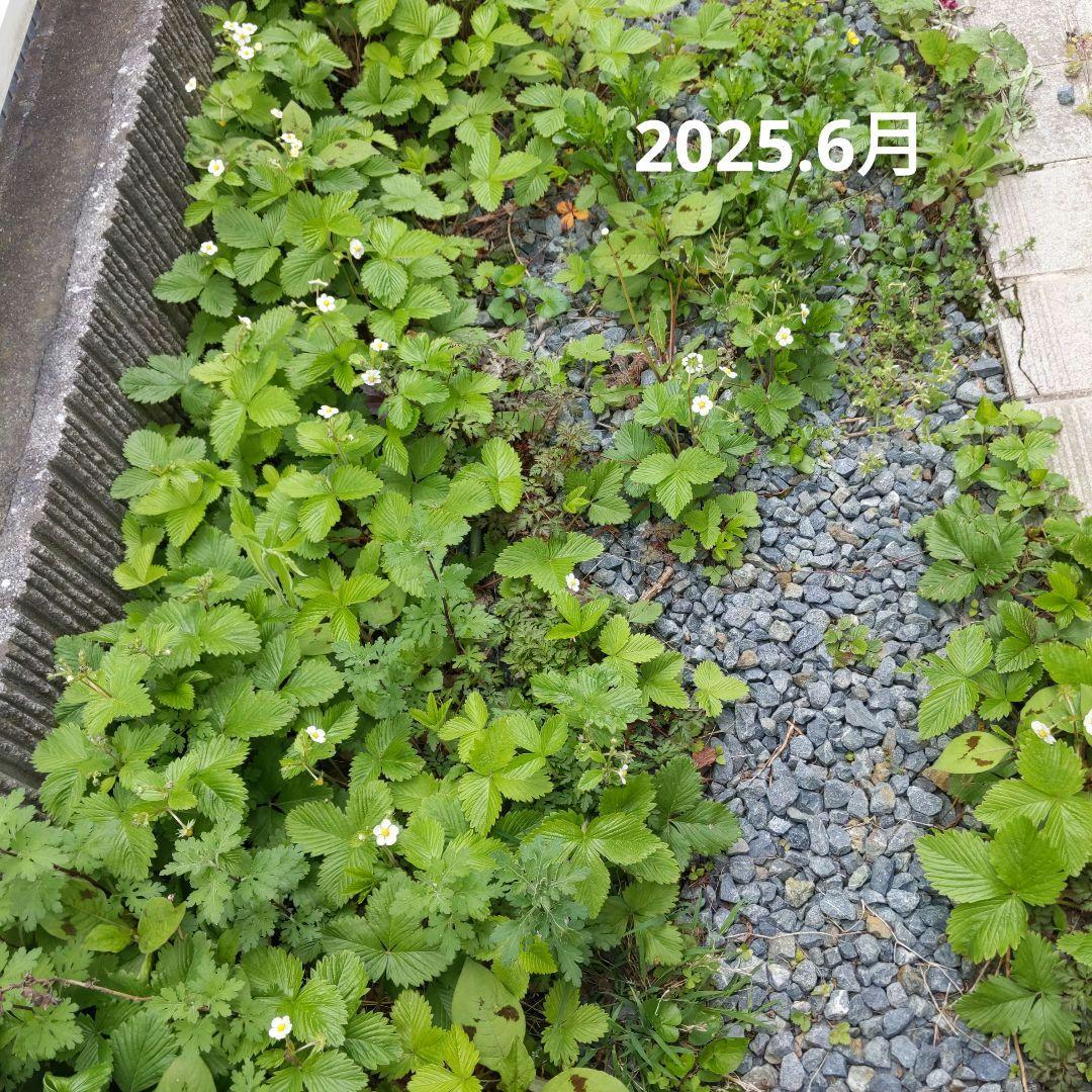 完全無農薬　幸せを運ぶ　野苺【3苗＋種子】野苺お任せ3苗　再送保証有