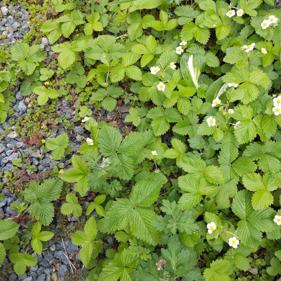 完全無農薬　幸せを運ぶ　野苺【3苗＋種子】野苺お任せ3苗　再送保証有