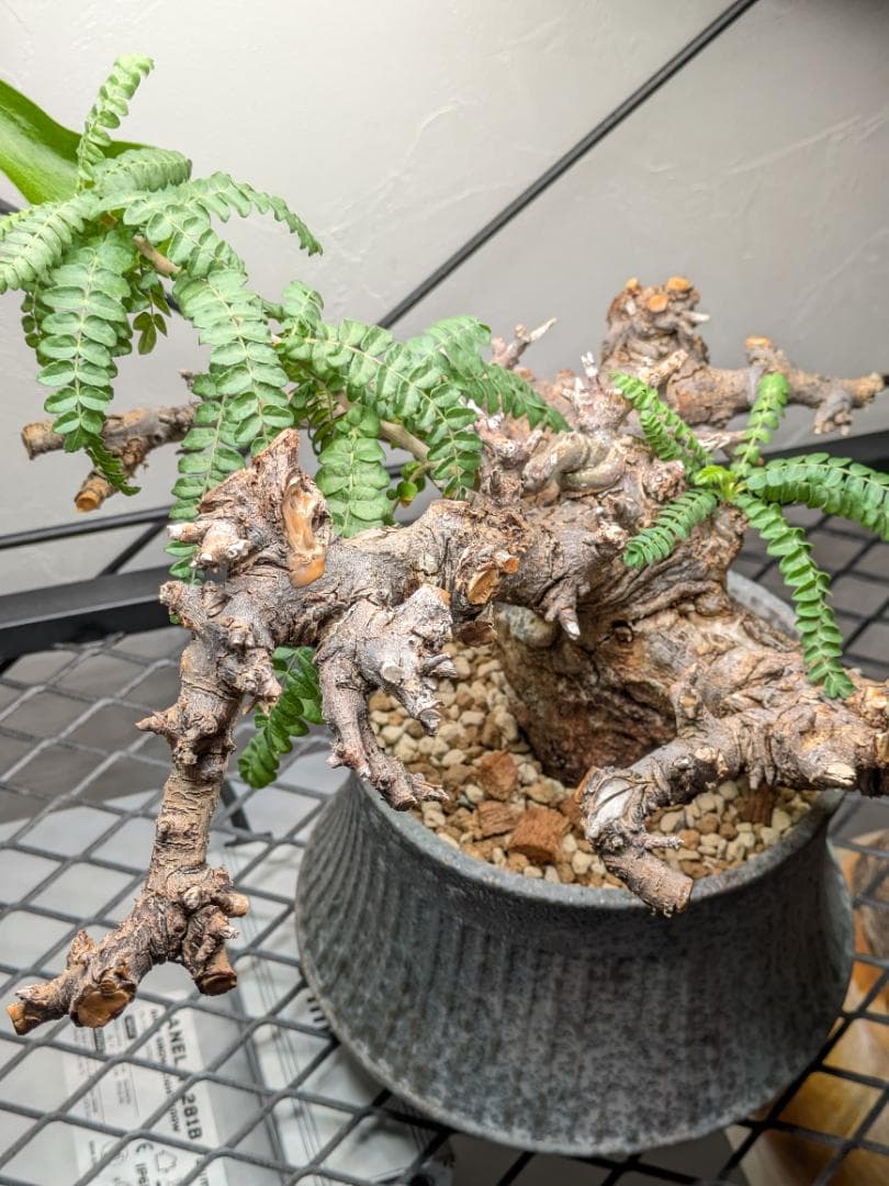 大株ボスウェリアネグレクタ★コミフォラカタフエイルアクレアータパキプス