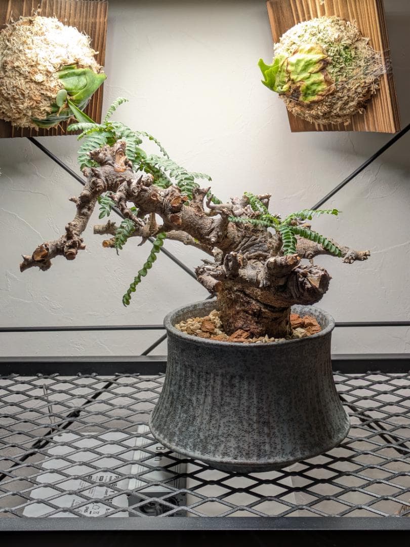 大株ボスウェリアネグレクタ★コミフォラカタフエイルアクレアータパキプス