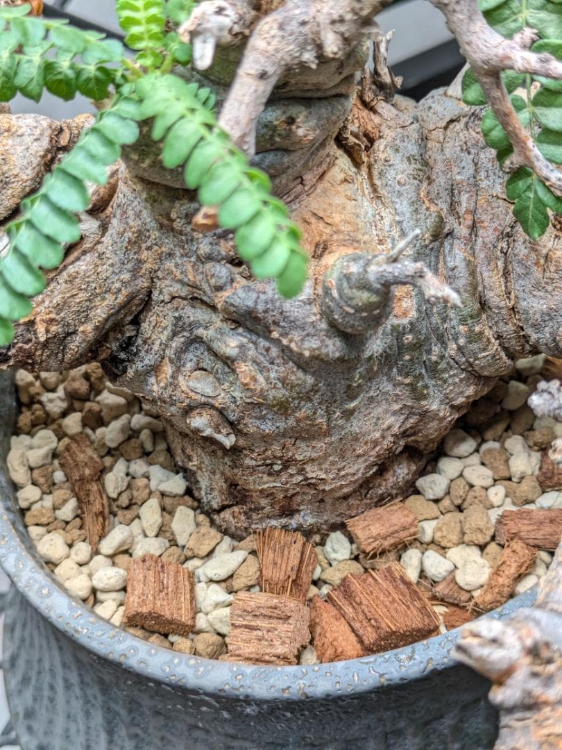 大株ボスウェリアネグレクタ★コミフォラカタフエイルアクレアータパキプス