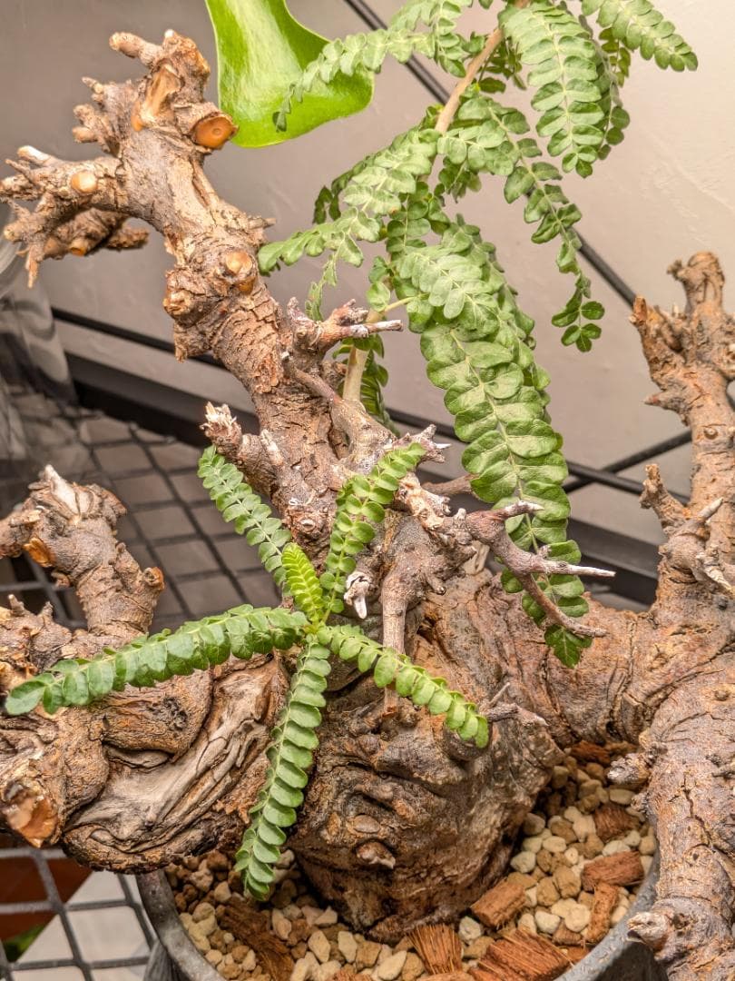 大株ボスウェリアネグレクタ★コミフォラカタフエイルアクレアータパキプス