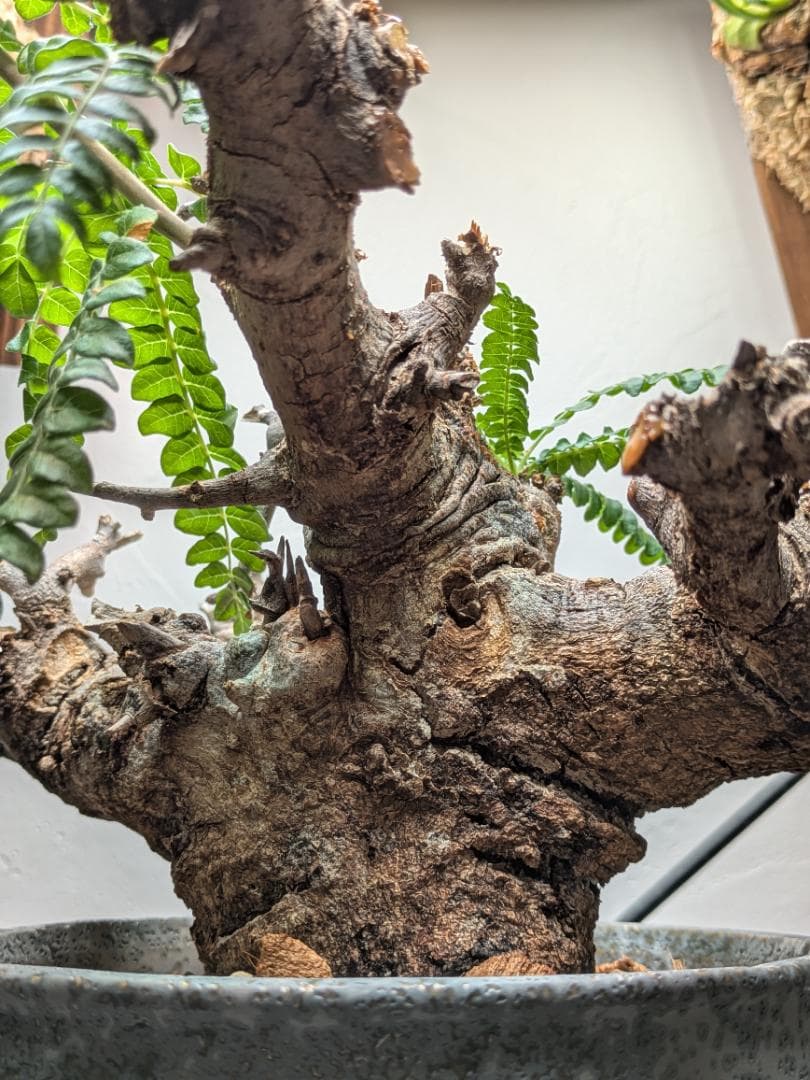 大株ボスウェリアネグレクタ★コミフォラカタフエイルアクレアータパキプス