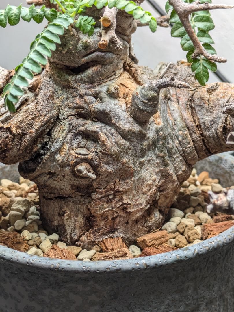 大株ボスウェリアネグレクタ★コミフォラカタフエイルアクレアータパキプス