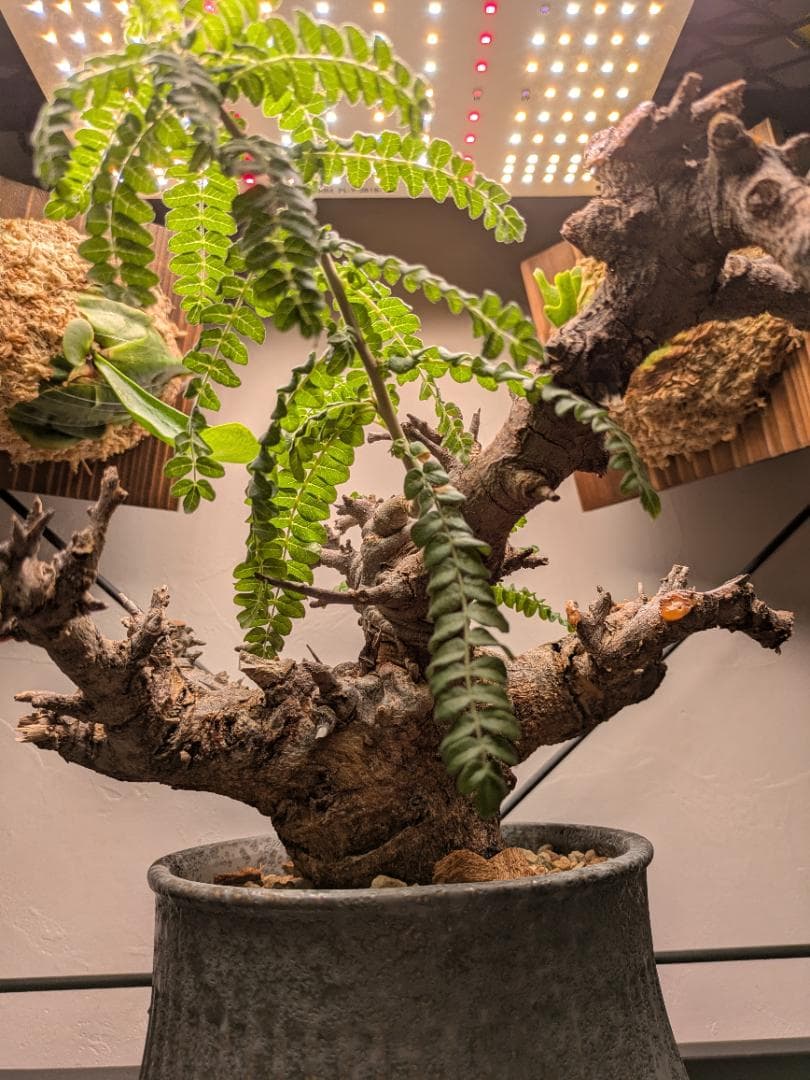 大株ボスウェリアネグレクタ★コミフォラカタフエイルアクレアータパキプス