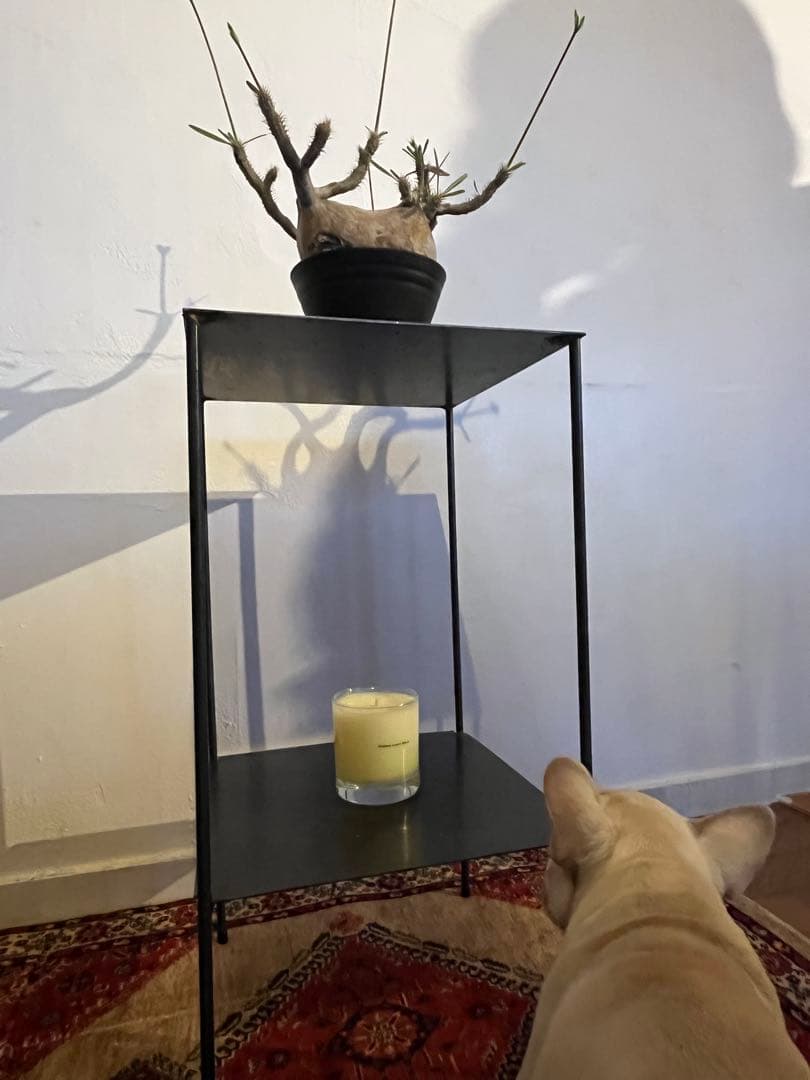 アイアン台　シンプル　無骨　植物棚　ディスプレイ棚