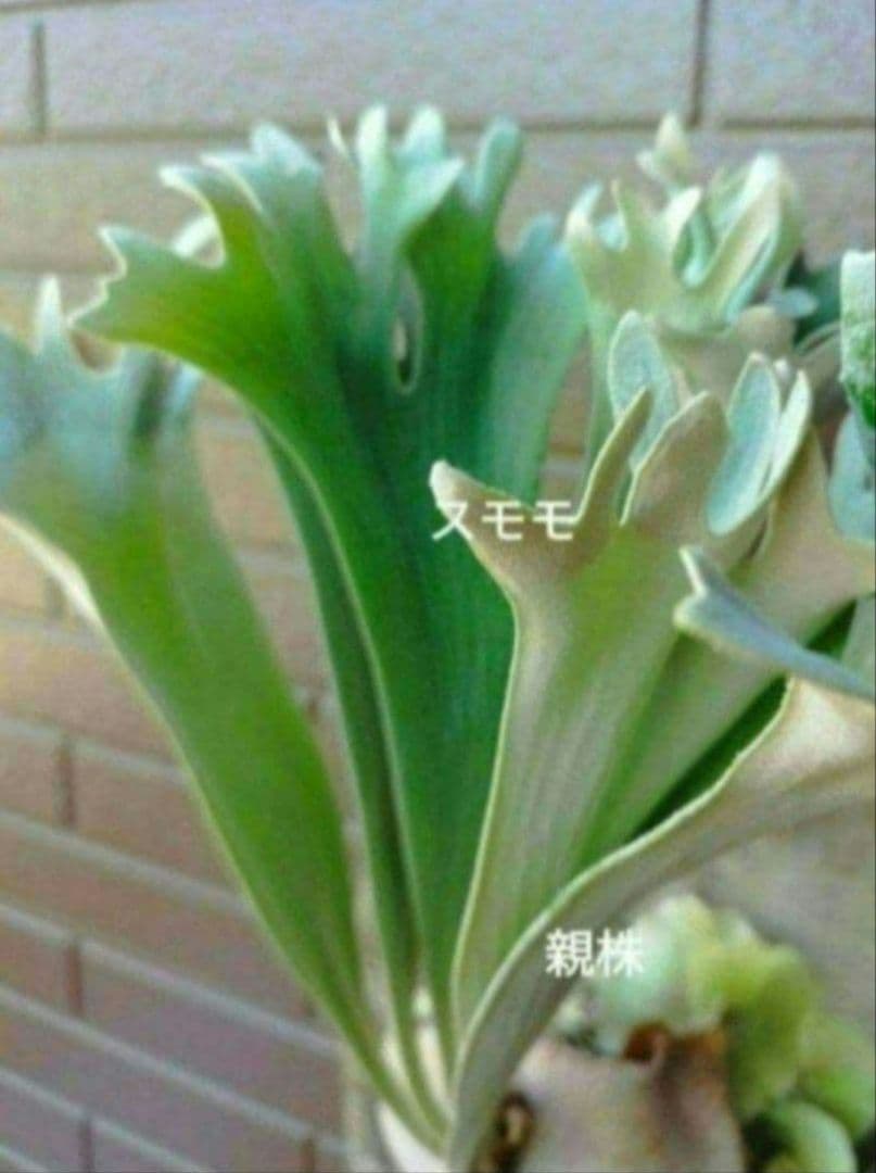 hillii dwarf 株分　NO.7 ヒリードワーフ ビカクシダ