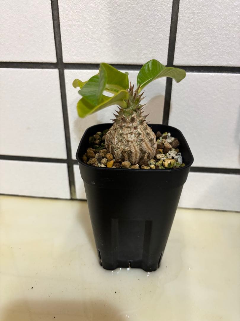 ウィンゾリー　実生株　良型