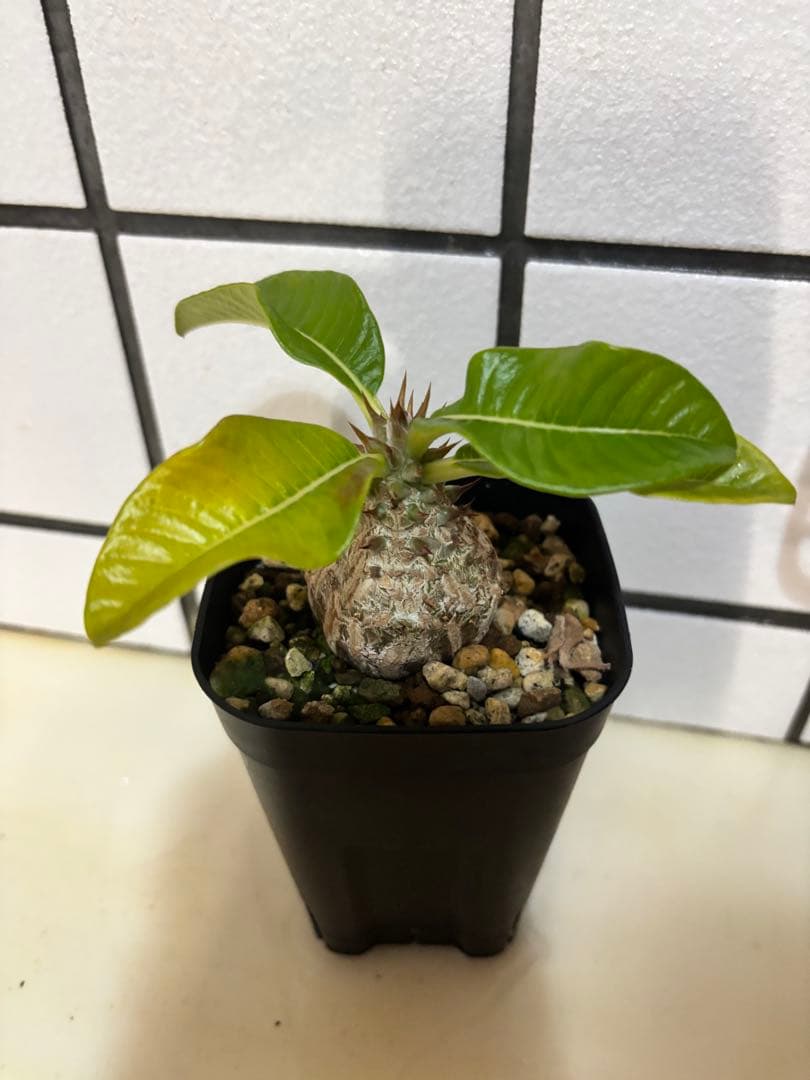 ウィンゾリー　実生株　良型