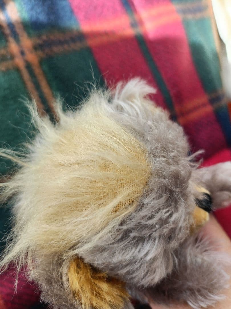 MERRYTHOUGHT メリーソート パンキーロニー 75体限定品 - メルカリ