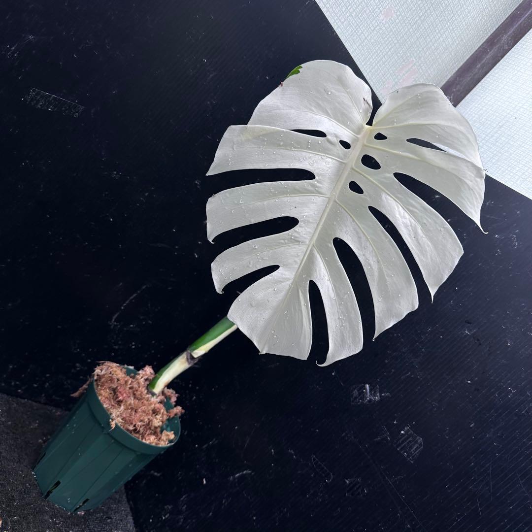 リ*ー様 斑入りモンステラ極上ホワイトタイガーフルムーン4号鉢植え発