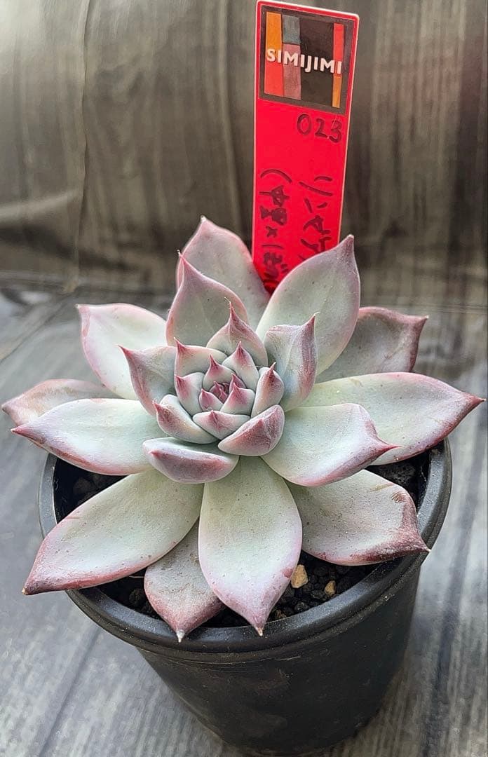 simijimi苗 リンゼアナ 赤札 中里×ぼのぼの