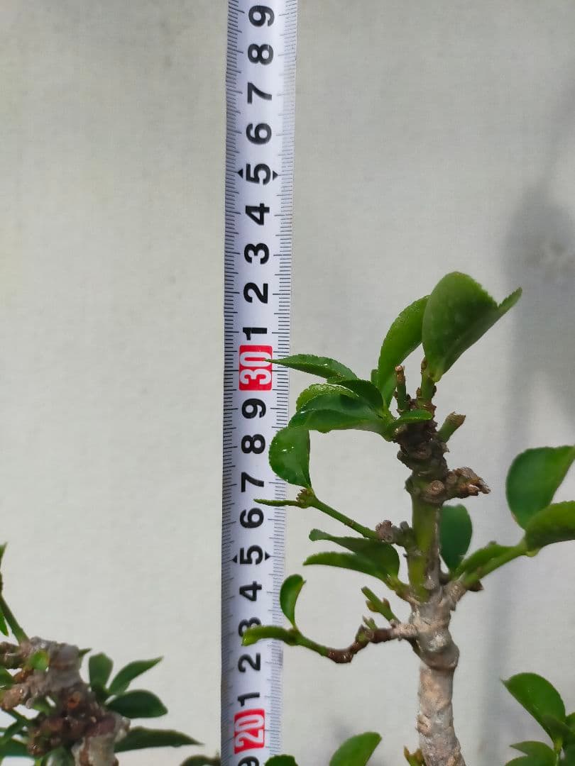 小真弓盆栽。寄せ植え９本。