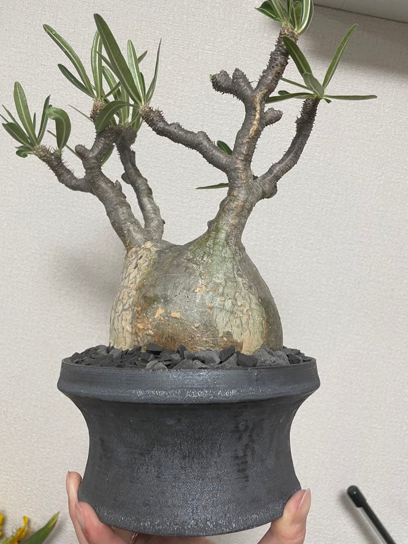 コレクション株 超良型 大株 現地球 パキポディウムグラキリス 山中勇人 y鉢付