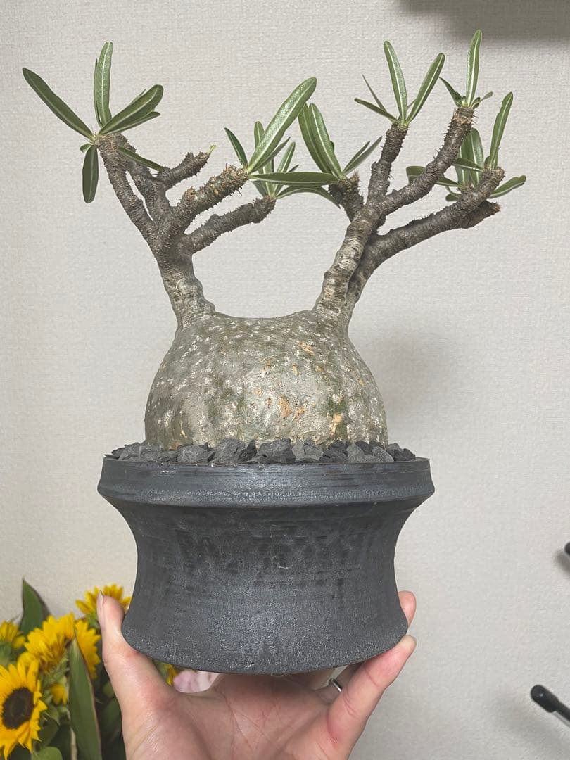 コレクション株 超良型 大株 現地球 パキポディウムグラキリス 山中勇人 y鉢付