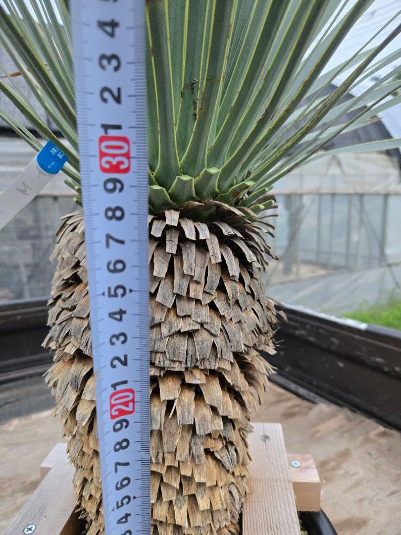 ハイブリッドユッカ　マルデヌベスvarロスト　発根済み株