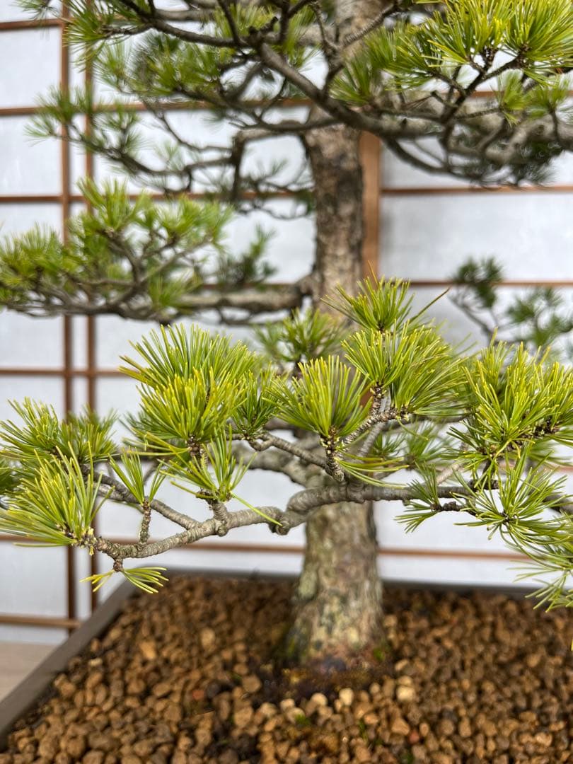 那須五葉松(なすごようまつ) 模様木 盆栽 素材