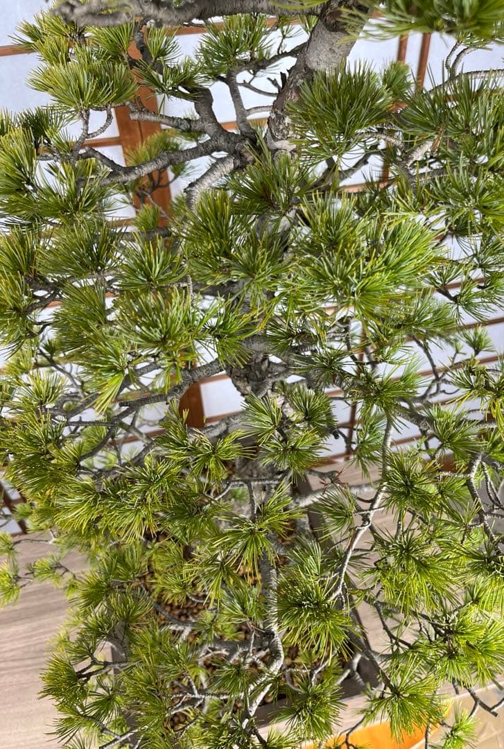 那須五葉松(なすごようまつ) 模様木 盆栽 素材