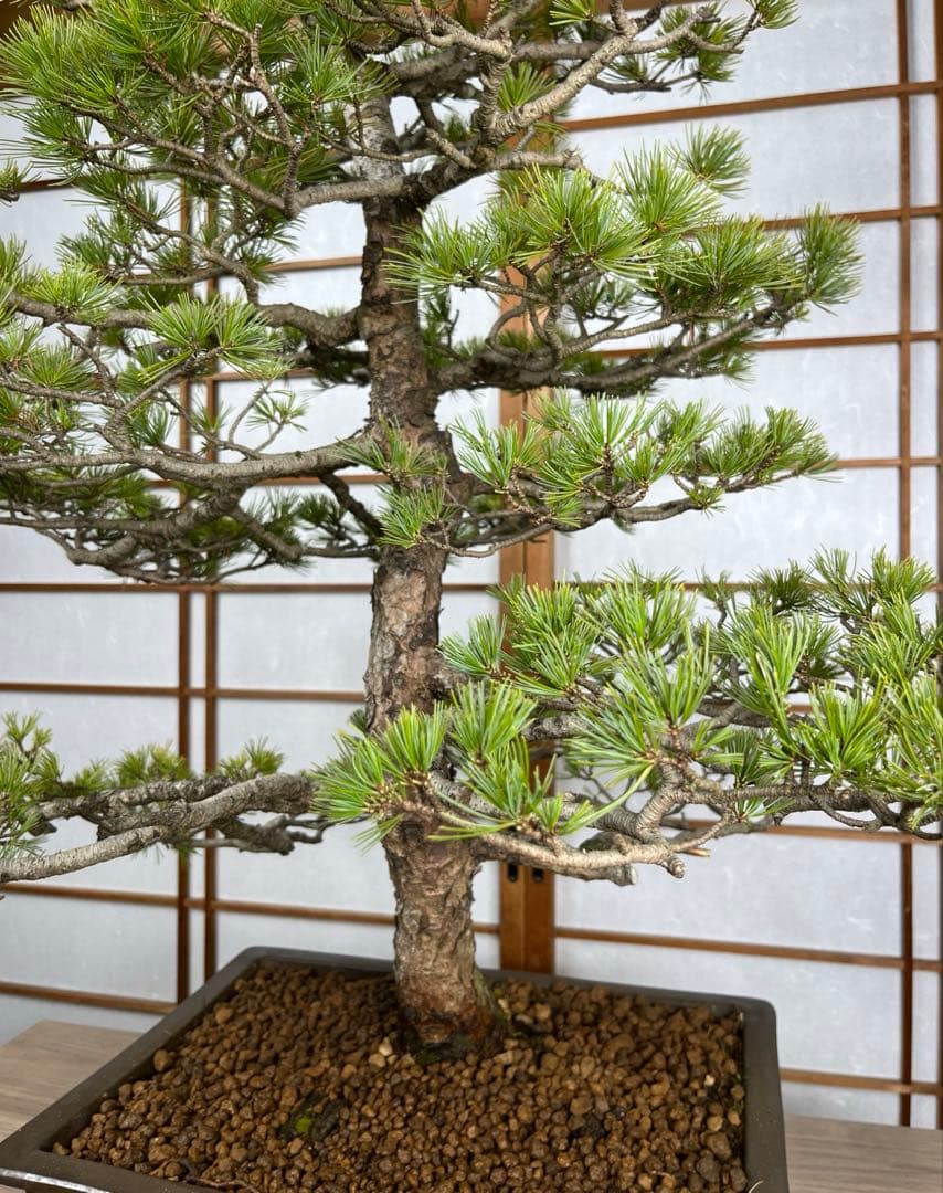 那須五葉松(なすごようまつ) 模様木 盆栽 素材