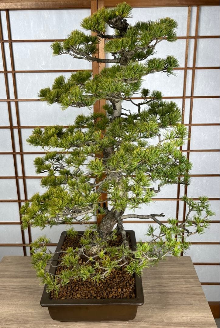 那須五葉松(なすごようまつ) 模様木 盆栽 素材