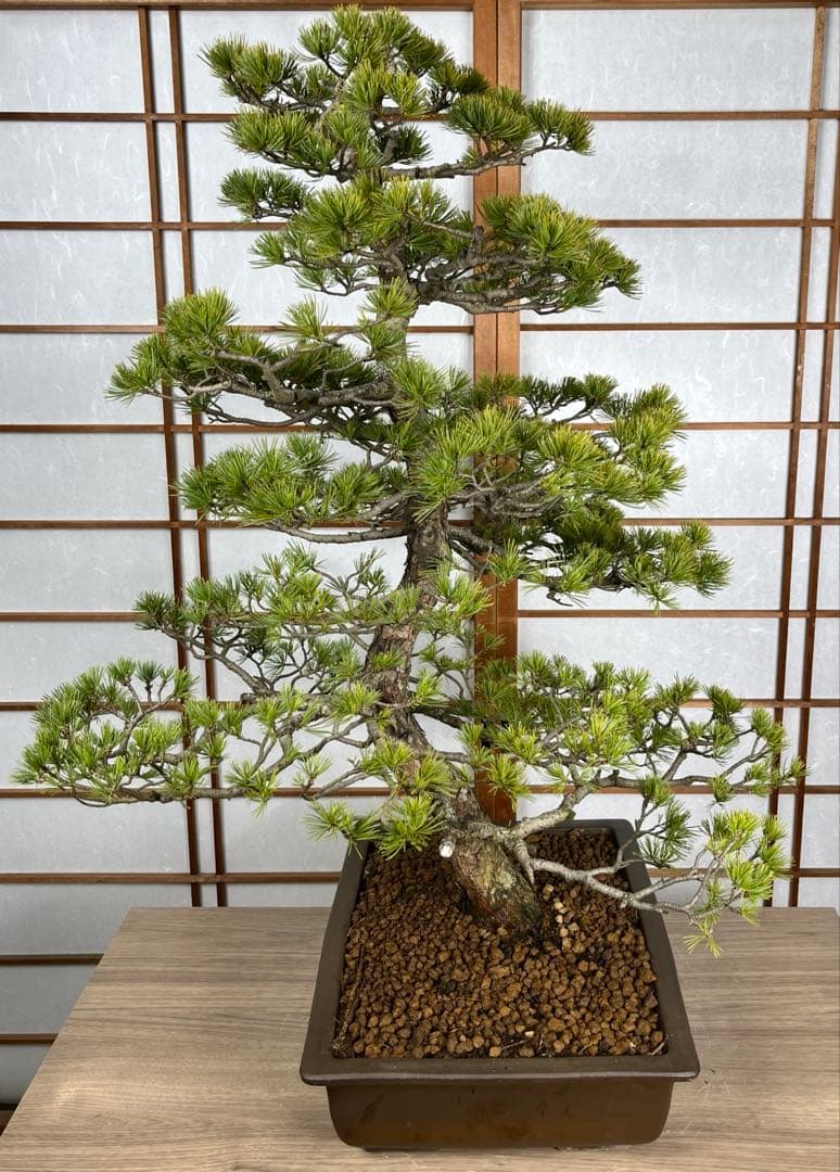 那須五葉松(なすごようまつ) 模様木 盆栽 素材