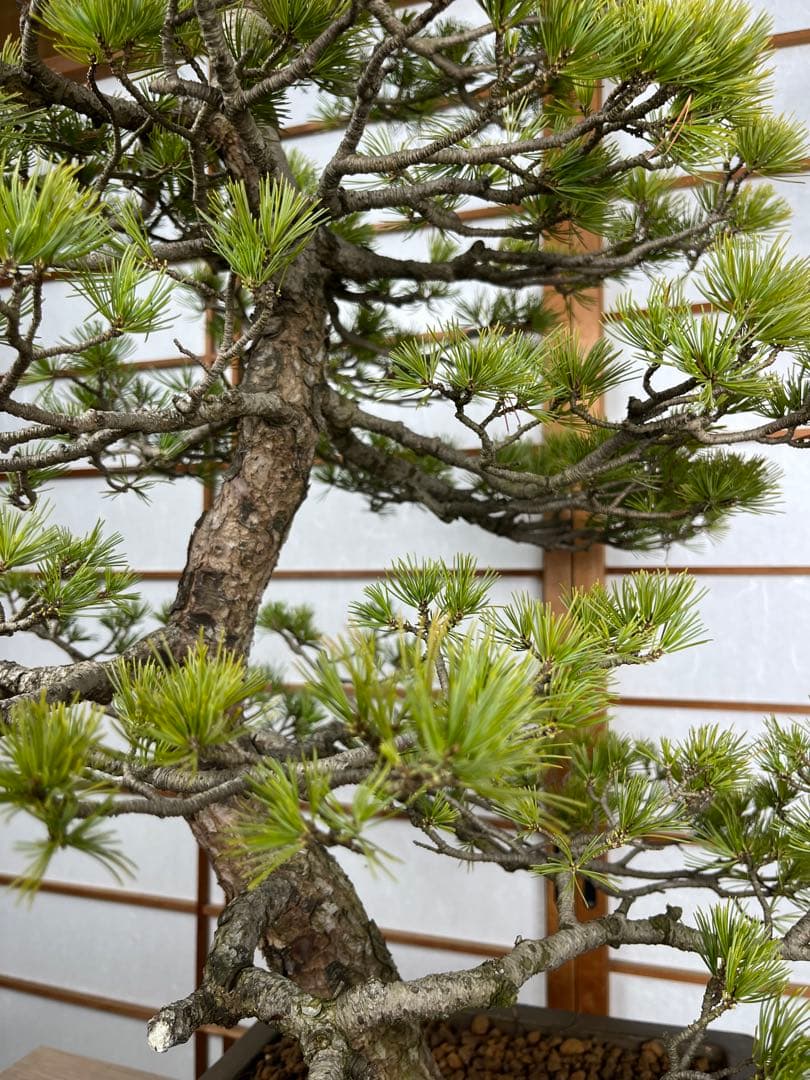 那須五葉松(なすごようまつ) 模様木 盆栽 素材