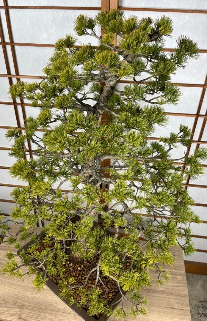 那須五葉松(なすごようまつ) 模様木 盆栽 素材