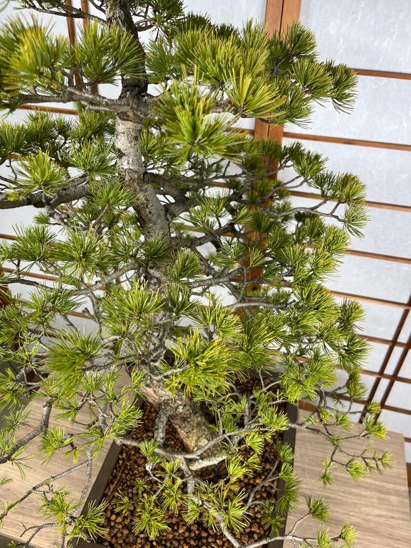 那須五葉松(なすごようまつ) 模様木 盆栽 素材