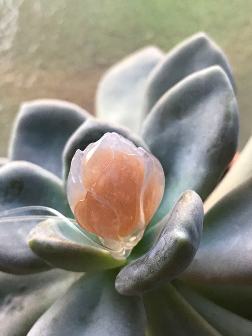 ゴビ石−1431 ゴビ瑪瑙　彫刻　『モクレン』