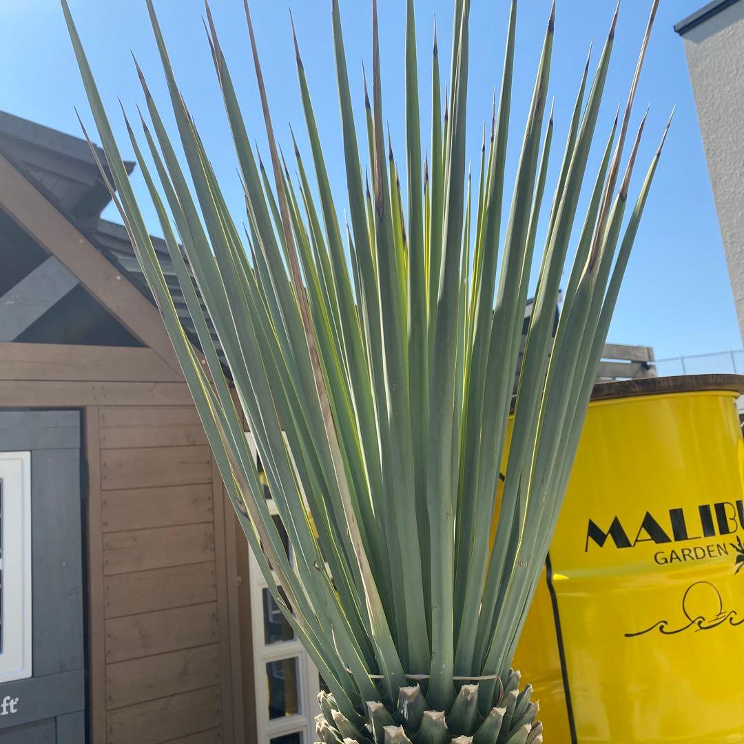 マルデヌベスverリギダ　3